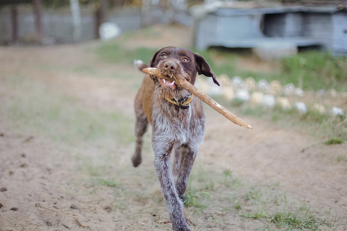 Pointer discount training supplies