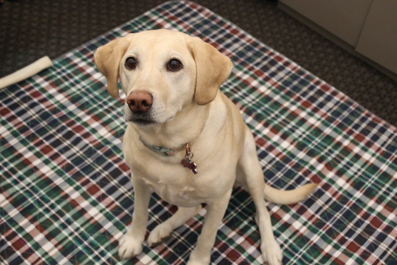 Teach Your Senior Dogs to Use Pee Pads Lakeside Products